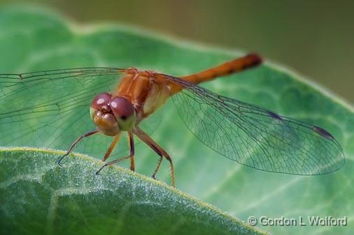 Dragonfly On A Leaf_50828.jpg - Photographed near Lindsay, Ontario, Canada.